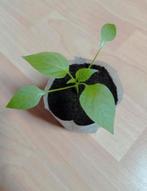 Red Cherry | Peper Planten, Tuin en Terras, Ophalen