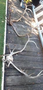 2 grote rendiergeweien 1 eland gewei, Verzamelen, Dierenverzamelingen, Ophalen