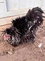 Usa zijdehoen haantjes, Dieren en Toebehoren