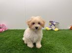 Chiots Maltipoo, Parvovirose, Plusieurs, Belgique, Plusieurs animaux