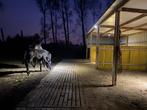 Weide met schuilstal te huur, Dieren en Toebehoren, 1 paard of pony