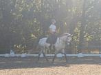 4 jarige Connemara ruin, Dieren en Toebehoren, Pony's, B, Gechipt, Ruin, 3 tot 6 jaar