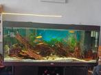 Aqaurium te geef lier plus vissen, Ophalen of Verzenden, Zo goed als nieuw