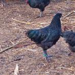 australorp haan april 2025 met jaarring, Dieren en Toebehoren, Mannelijk, Kip