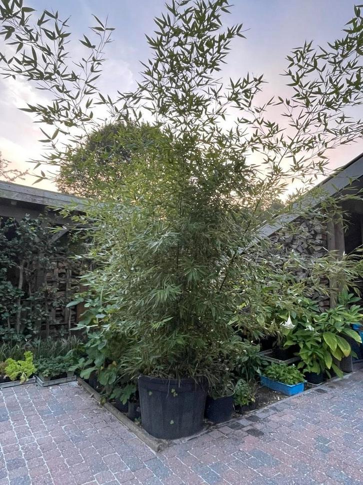 Phylostachys Bisetti, Jardin & Terrasse, Plantes | Jardin, Plante fixe, Enlèvement