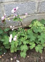 Plante vivace ANEMONE du Japon, Tuin en Terras, Vaste plant, Halfschaduw, Zomer, Ophalen