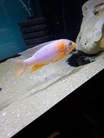 Cichlides malawi trio scianochromis frery pink
