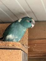 Kakariki oktober 25, geringd, man, Dieren en Toebehoren, Vogels | Parkieten en Papegaaien, Mannelijk, Parkiet, Geringd