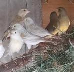 Agaat opaal geel mozaiek kanaries, Dieren en Toebehoren, Vogels | Kanaries