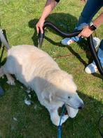 Hondenblazer, Dieren en Toebehoren, Zo goed als nieuw, Ophalen