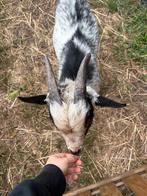 hermelijn dwerggeitenbokje, Dieren en Toebehoren, Schapen, Geiten en Varkens