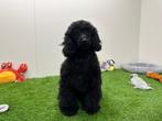 Nestjes Zwarte Dwergpoedel pups, Poedel, België, Reu, CDV (hondenziekte)