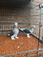 Super morbas koppel, Dieren en Toebehoren