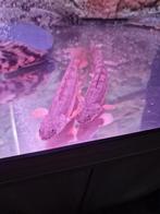 Zeldzame Polypterus Ansorgii (Guineese Kwastsnoek), Elektronische apparatuur, Zonnebanken en Gezichtsbruiners, Ophalen