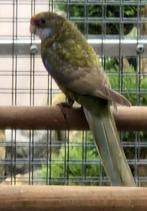 Rosella poppen '25, Dieren en Toebehoren, Vogels | Parkieten en Papegaaien, Vrouwelijk, Parkiet, Geringd