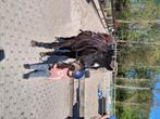 Ruiter/verzorger gezocht voor brave c pony, Dieren en Toebehoren, Merrie