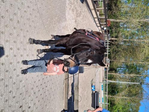 Pony lesje - Super brave pony - eigen pony ook mogelijk, Dieren en Toebehoren, Pony's, Merrie