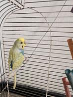 4 Parkieten verschillende kleur, Dieren en Toebehoren