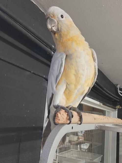 Tamme Hybride Kakatoes Kakatoe man 16 weken oud, Dieren en Toebehoren, Vogels | Parkieten en Papegaaien, Papegaai, Mannelijk, Tam