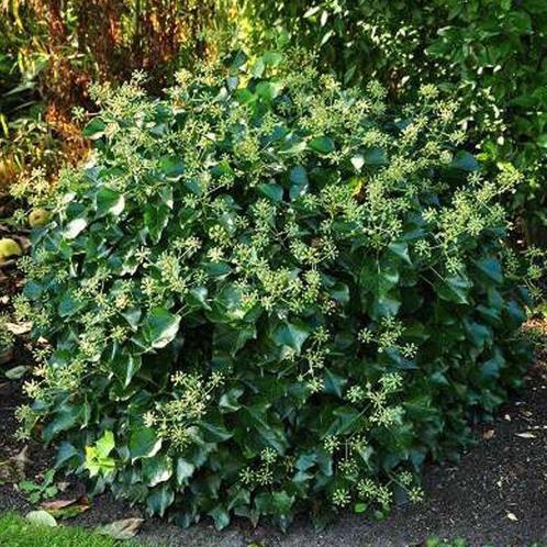 Struikklimop, Tuin en Terras, Planten | Struiken en Hagen, Struik, Ophalen