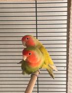 Dwergpapegaaien, Dieren en Toebehoren, Geslacht onbekend, Dwergpapegaai of Agapornis, Geringd