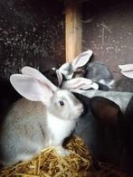 Duitse reuzen, Dieren en Toebehoren, Konijnen