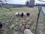 Ouessant ooien, Dieren en Toebehoren, Vrouwelijk, Schaap