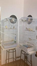 Deux grande cages 12 canaris, Ophalen, Zo goed als nieuw, Metaal, Vogelkooi