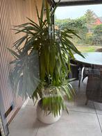 Prachtige Yucca, En pot, Autres espèces, Enlèvement, Ombre partielle