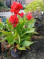 Canna in pot groen blad rode bloemen, Ophalen