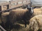 Zwartbles bok, Dieren en Toebehoren, Mannelijk, Schaap, 0 tot 2 jaar