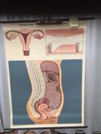 Carte scolaire rétro - Femme. reproduit. - Carte 406(-20% !), Enlèvement ou Envoi, Comme neuf