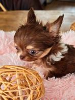 Chihuahua reutje, Dieren en Toebehoren, Honden | Chihuahua's en Gezelschapshonden, CDV (hondenziekte), België, Fokker | Hobbymatig