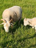 Wiltshire Horn ooien met één ooi lam niet voor de slacht, Schaap, Meerdere dieren