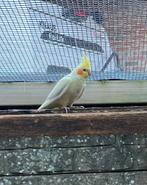 Lutino valkparkieten pop, Animaux & Accessoires, Oiseaux | Perruches & Perroquets, Femelle, Perruche