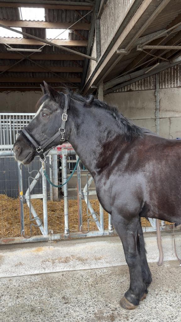 Stallingsplaats gezocht regio Kortrijk, Animaux & Accessoires, Box & Pâturages, Mise à l'étable