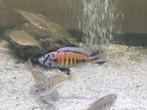 Haplichromis ch 44 cichliden, Dieren en Toebehoren, Vissen | Aquariumvissen