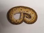 Python regius chocolate mojave clown, Animaux & Accessoires, Reptiles & Amphibiens
