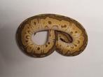 Python regius chocolate mojave clown