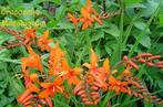 Crocosmia Masoniorum of Montbretia, Ophalen, Zomer, Vaste plant, Volle zon