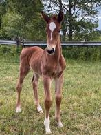 Springpaard merrie 2025, Dieren en Toebehoren, Paarden, Merrie, Springpaard, Met stamboom, 0 tot 2 jaar