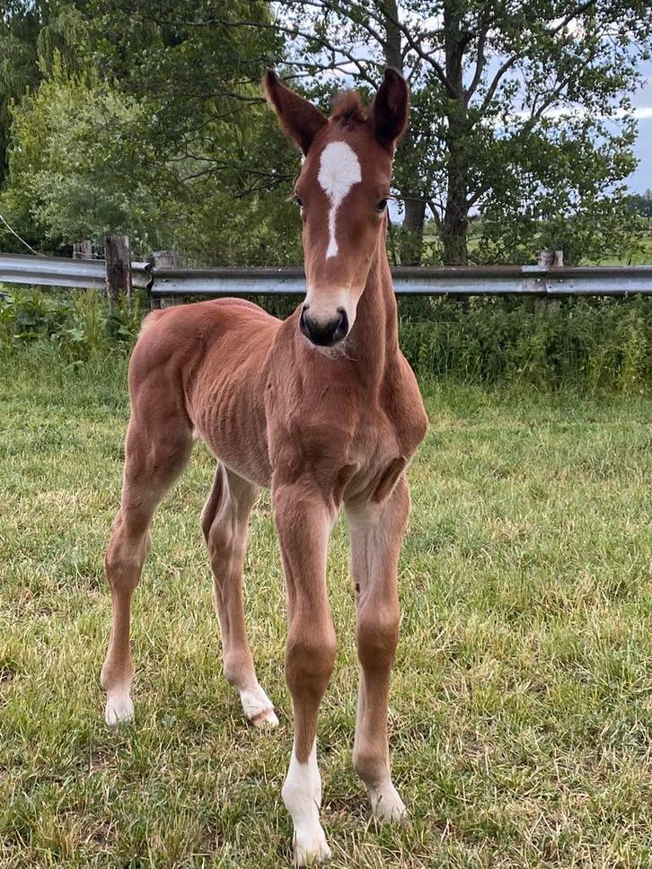 Springpaard merrie 2025, Dieren en Toebehoren, Paarden, Merrie, Onbeleerd, 170 tot 175 cm, 0 tot 2 jaar, Springpaard, Met stamboom