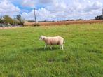 Swifter ramlam, Dieren en Toebehoren