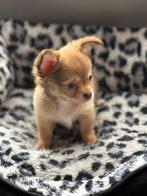 Super mooie chihuahua pups, Dieren en Toebehoren, België, CDV (hondenziekte), 8 tot 15 weken, Meerdere