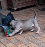 Cane corso pups, Dieren en Toebehoren, Honden | Bulldogs, Pinschers en Molossers, België, Fokker | Hobbymatig, CDV (hondenziekte)