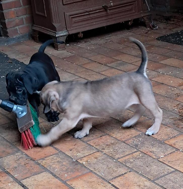Cane corso pups, Dieren en Toebehoren, Honden | Bulldogs, Pinschers en Molossers, Meerdere dieren, Bulldog, Fokker | Hobbymatig