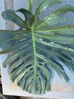 Monstera Deliciosa mint bladstek, Ophalen