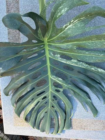 Monstera Deliciosa mint bladstek beschikbaar voor biedingen