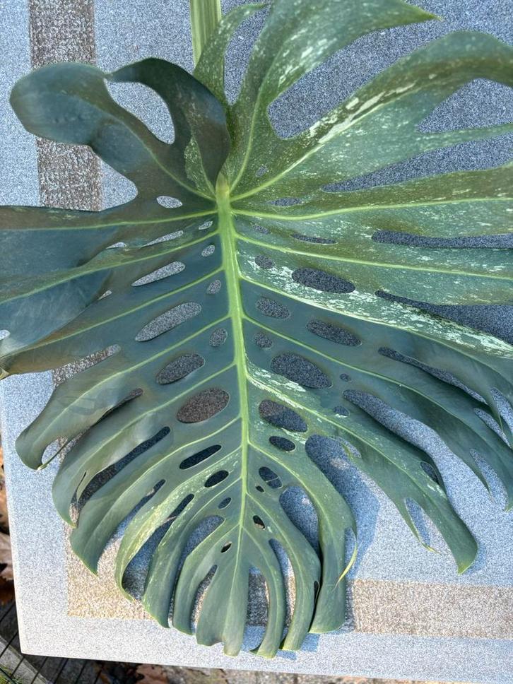 Monstera Deliciosa mint bladstek, Huis en Inrichting, Kamerplanten, Ophalen