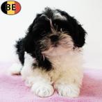 Shih Tzu pups – kleine hondjes met een groot hart (Belgisch), Dieren en Toebehoren, Honden | Chihuahua's en Gezelschapshonden